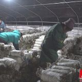 双牌：朝阳村蘑菇俏销广东等地