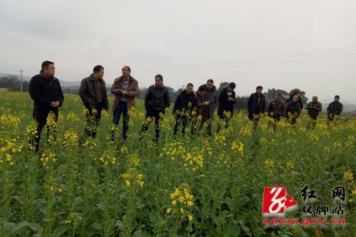 双牌县农业技术人员深入田间地头指导春季田管