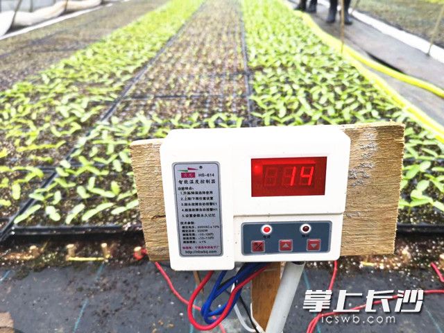 长沙县春华镇九农蔬菜基地育苗中心，基地负责人在大棚内增盖了两层膜，并通过地热线增温，为蔬菜种苗撑起“保护伞”。