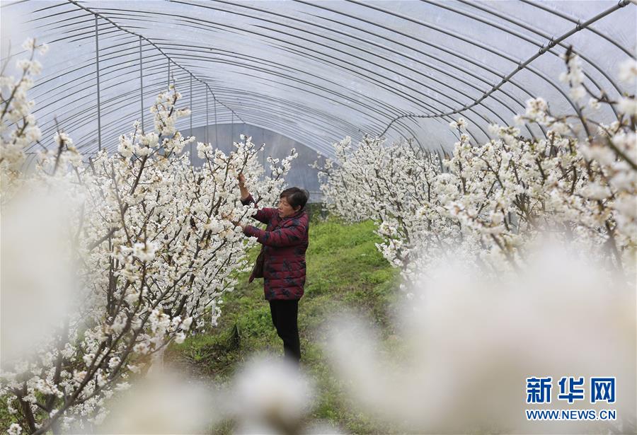 2月22日，在重庆市北碚区歇马街道小湾村樱桃种植基地，村民在查看花朵长势情况。早春时节，各地农民抓紧时机开展育苗、移栽、管理、采收等农事工作。新华社发（秦廷富 摄）