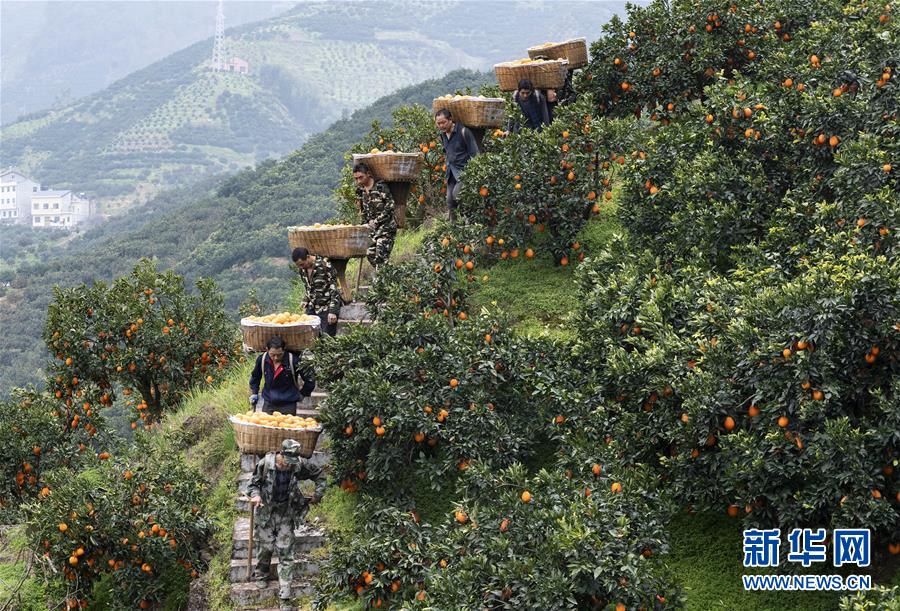 2月22日，湖北省宜昌市秭归县郭家坝镇王家岭村村民在田间转运脐橙。  新华社发（郑家裕 摄）