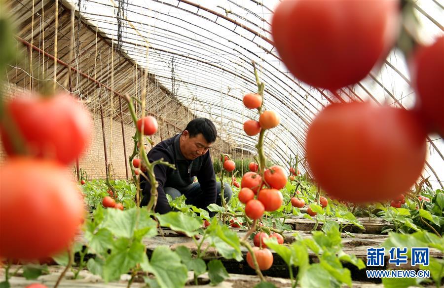2月22日，甘肃省敦煌市月牙泉镇兰州村农民在温室大棚中劳作。 新华社发（张晓亮 摄）
