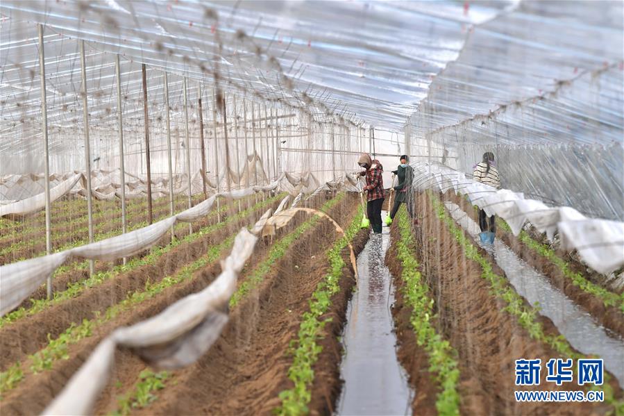 2月22日，河北省滦州市小马庄镇一家合作社的社员为刚移栽的黄瓜秧苗浇水。 新华社发（董军 摄）