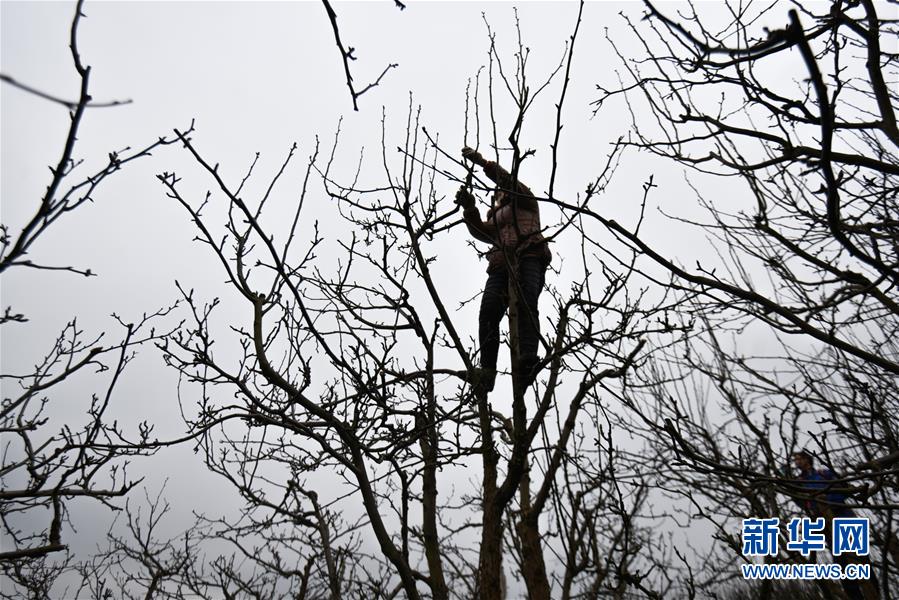 2月22日，在贵州省黔东南苗族侗族自治州锦屏县敦寨镇龙池万亩果场，村民在给果树修枝。  新华社发（彭泽良 摄）