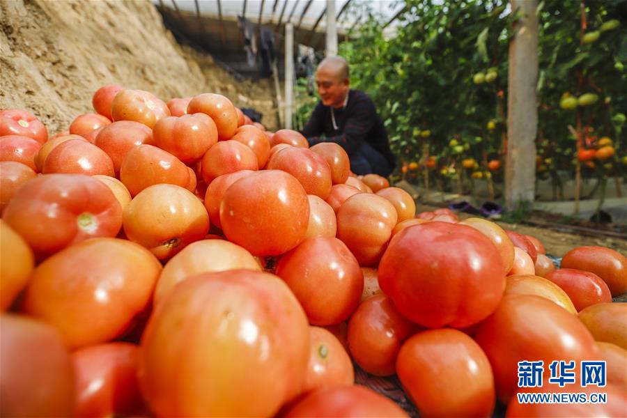 2月22日，河北唐山遵化市堡子店镇武庄子村农民在大棚里收获西红柿。 新华社发（刘满仓 摄）