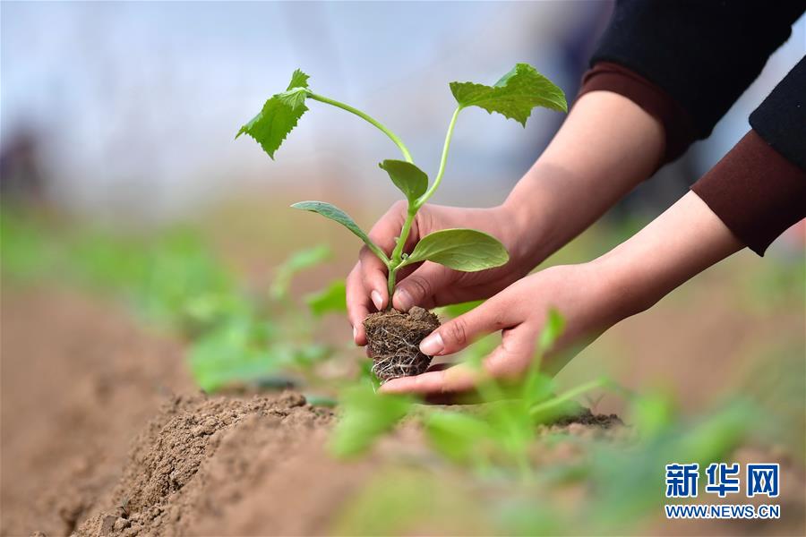 2月22日，河北省滦州市小马庄镇一家合作社的社员在大棚里移栽秧苗。 新华社发（董军 摄）