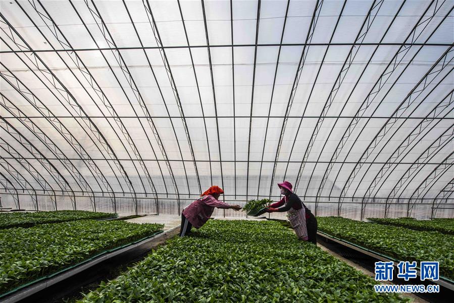 2月22日，农民在山东潍坊青州市高柳镇南马兰村蔬菜育苗大棚里劳作。新华社发（王继林 摄）