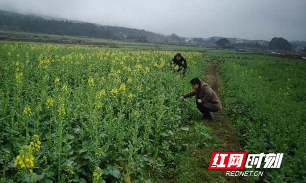 双牌：多措并举 积极应对低温阴雨天气