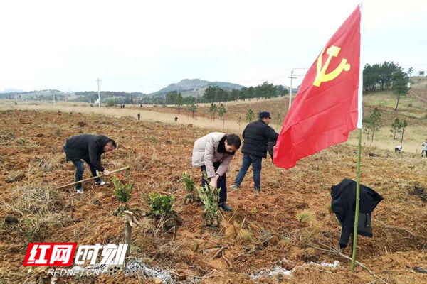 道县富塘街道：人勤春来早 春种油茶忙