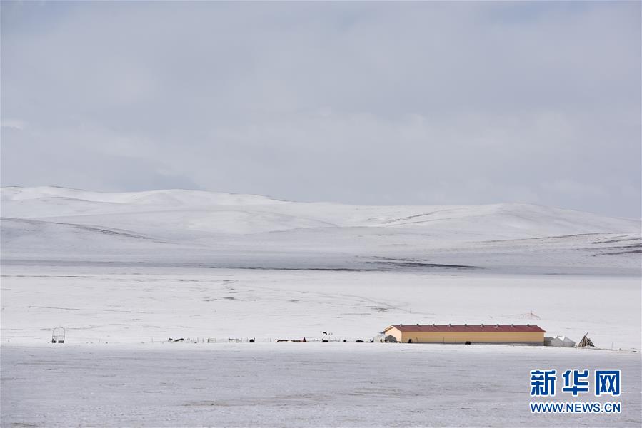 这是2月22日在青海省玉树藏族自治州称多县拍摄的一处被大雪包围的牧户。今年年初，青海省玉树藏族自治州遭遇重度雪灾，部分地区积雪深度超过半米，牲畜觅食困难，饿死冻死超2万头只。目前，当地灾情仍在持续。除了购买饲草料，雪灾区的牧民将牲畜赶往周边未被积雪完全覆盖的草场，进行自救。位于巴颜喀拉山脚下的玉树藏族自治州称多县清水河镇文措村的麦雄滩，是此次玉树雪灾中化雪较快、接纳受灾转场外地牧民最多的地点之一。文措村党支部书记白尕召集村民开会，大家一致同意拿出30万亩草场，供受灾更严重的其他地区牧民使用。今年51岁的查周一家顶风冒雪，从100多公里外的玉树州曲麻莱县麻多乡巴颜村三社，用了40天赶着70头牦牛来到这片草场，如今吃到草的牦牛也渐渐恢复了力气。查周如今所在的草场属于文措村的仓加。仓加第一次见到查周时就表示，“雪灾面前不分你我，最重要的是大家一起过难关。”据了解，受灾牧民“安营扎寨”的麦雄滩，已累计接纳了像查周这样的受灾群众163户。新华社记者 吴刚 摄