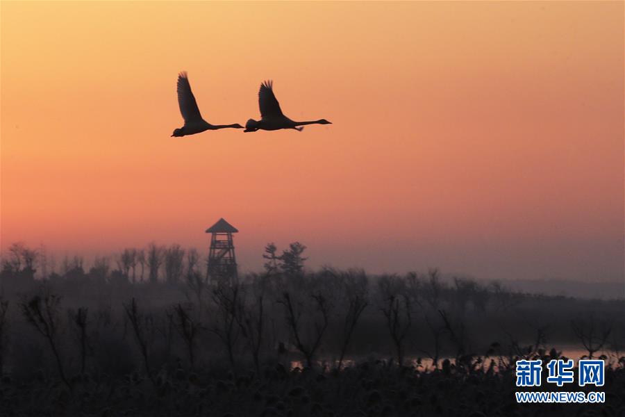 2月24日，大天鹅在山东荣成天鹅湖上空飞翔。近日，随着天气转暖，在山东荣成越冬的大天鹅陆续开始向北回迁。新华社发（王福东 摄）