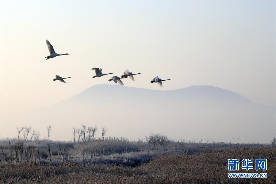 2月24日，大天鹅在山东荣成天鹅湖上空飞翔。 新华社发（王福东 摄）