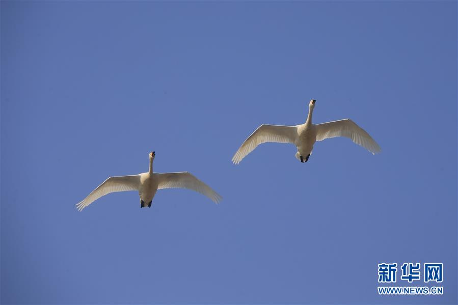 2月24日，大天鹅在山东荣成天鹅湖上空飞翔。 新华社发（王福东 摄）