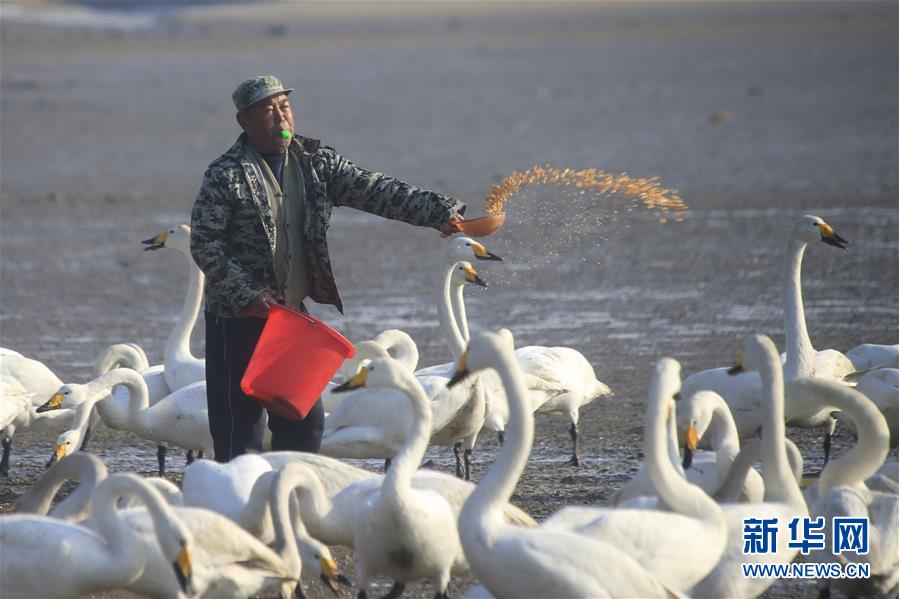 2月24日，工作人员在山东荣成天鹅湖畔为大天鹅投食。 新华社发（王福东 摄）