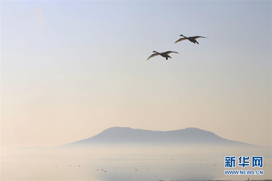 2月24日，大天鹅在山东荣成天鹅湖上空飞翔。 新华社发（王福东 摄）