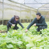 蔬菜忙加温 油菜推花期!低温阴雨天气让长沙菜农很“受伤”