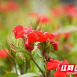 南湖公园红梅盛开 市民享受春日好时光