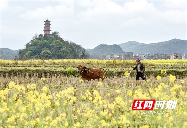 道县：初春农事忙