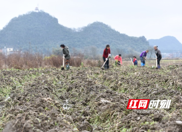道县：初春农事忙