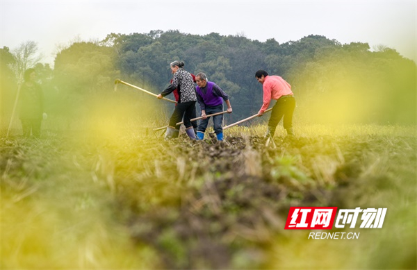 道县：初春农事忙