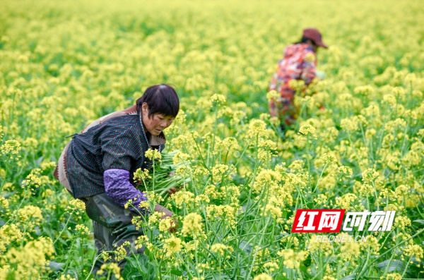 道县：初春农事忙