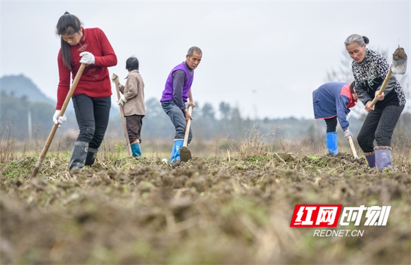 道县：初春农事忙