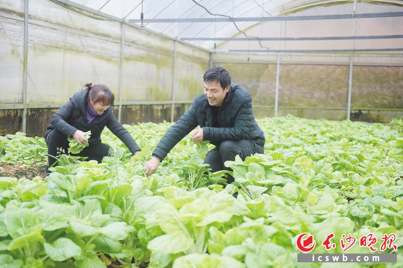 　　菜农周厚德夫妇正在大棚内采摘新鲜蔬菜。   长沙晚报全媒体记者 余劭劼 摄