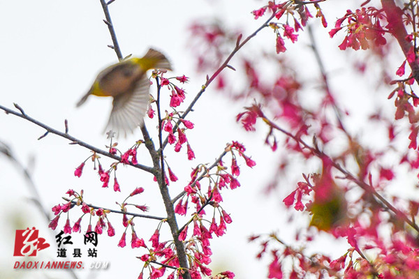 红网时刻永州2月26日讯（通讯员 蒋克青 唐伯靖）2月25日，道县蚣坝镇樱花庄园，樱花迎春绽放，鸟儿们飞到枝头小憩、嬉戏、觅食，在花香中感受春的气息。