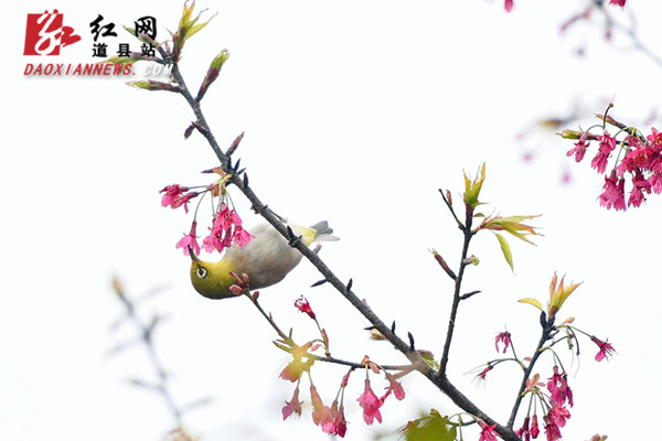 红网时刻永州2月26日讯（通讯员 蒋克青 唐伯靖）2月25日，道县蚣坝镇樱花庄园，樱花迎春绽放，鸟儿们飞到枝头小憩、嬉戏、觅食，在花香中感受春的气息。