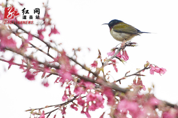 红网时刻永州2月26日讯（通讯员 蒋克青 唐伯靖）2月25日，道县蚣坝镇樱花庄园，樱花迎春绽放，鸟儿们飞到枝头小憩、嬉戏、觅食，在花香中感受春的气息。