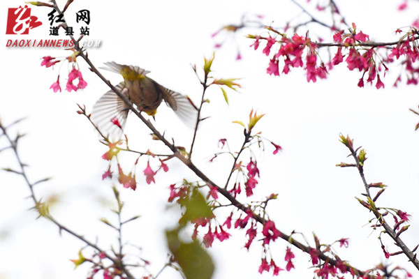 红网时刻永州2月26日讯（通讯员 蒋克青 唐伯靖）2月25日，道县蚣坝镇樱花庄园，樱花迎春绽放，鸟儿们飞到枝头小憩、嬉戏、觅食，在花香中感受春的气息。