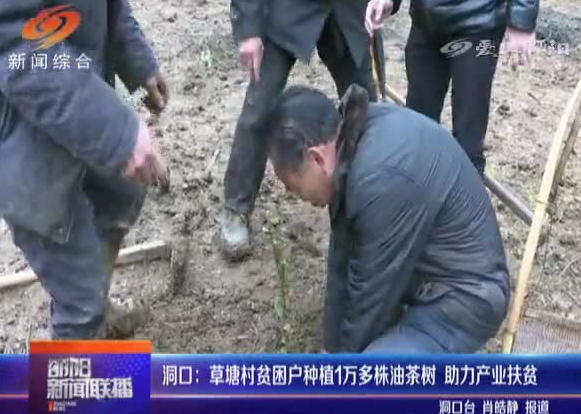 洞口：草塘村贫困户种植1万多株油茶树 助力产业扶贫