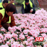 【图】“护花使者”忙春种 用心装点雁城的春
