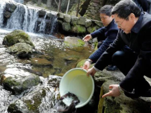 刚治湘江水，又放娃娃鱼，生态湖南春潮涌