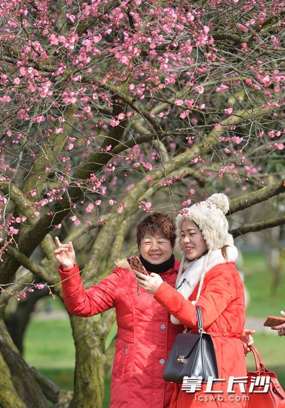 橘子洲上春光无限，游人络绎不绝。长沙晚报记者 邹麟 余劭劼摄