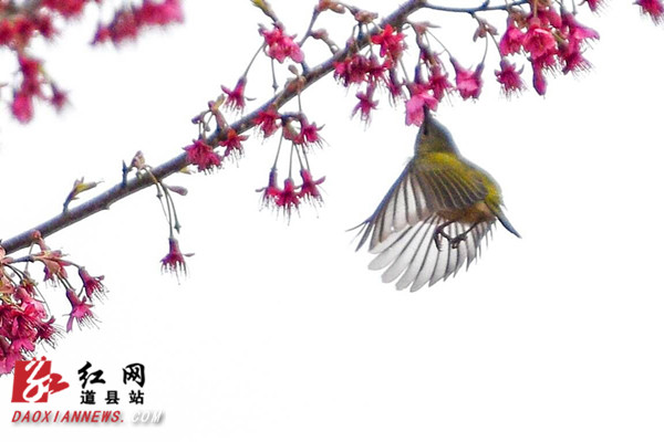  道县：鸟语花香春意浓