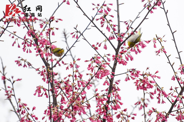  道县：鸟语花香春意浓