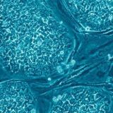 《人胚胎干细胞》标准落地，细胞有望成为“活药品”