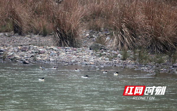 中华秋沙鸭连续六年飞抵双牌日月湖“做客”