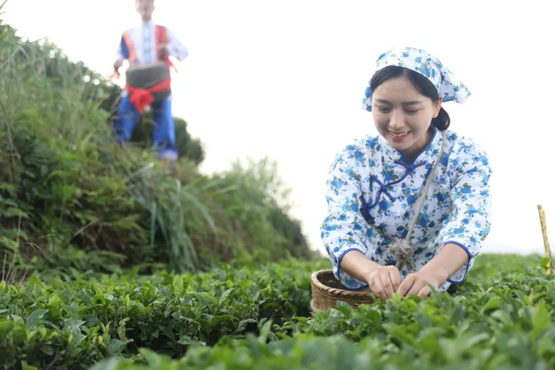 茶叶种植户看过来 这有一份春季茶园培管“秘籍”……_黑茶时刻_安化黑茶频道