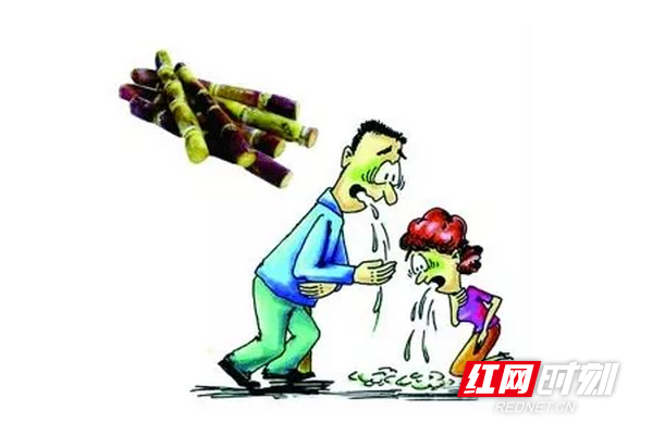 甘蔗11.jpg 甘蔗11.jpg