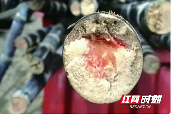 甘蔗22.jpg 甘蔗22.jpg