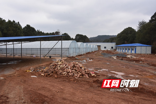 建设中的瓜蒌育种、精深加工等基地。.jpg