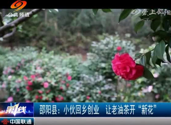 邵阳县：小伙回乡创业 让老油茶开“新花”