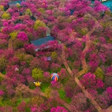 桂阳樱花绽放 铺成浪漫“花路”