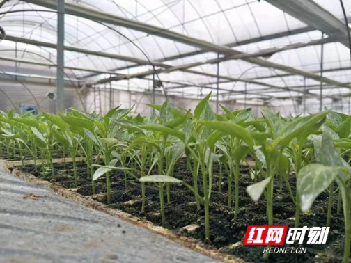 湘潭：低温多雨对部分农作物造成不良影响