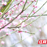 【图】衡阳：红梅点点迎春来
