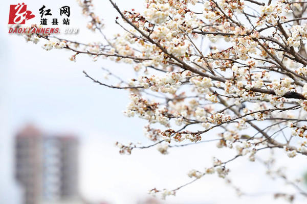 道县:梅花盛开销争春