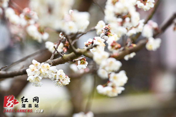 道县:梅花盛开销争春