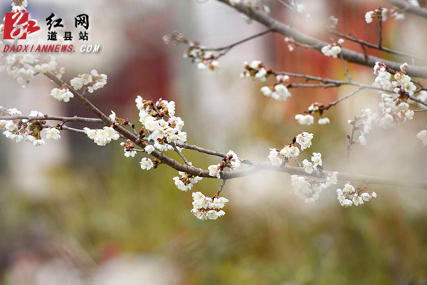 道县:梅花盛开销争春